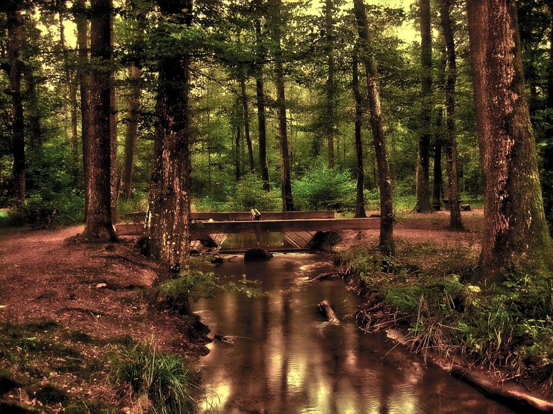 Wellness Image